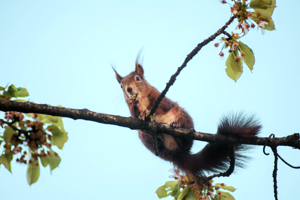 Gerne und häufig gesehene Gäste im Kulturpark. (Foto: © Käthe deKoe)